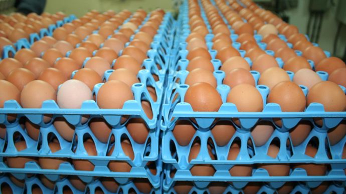 En devenant majoritaire au capital de Cocorette, l’objectif de Noriap est de passer le cap d’un milliard d’œufs produits par an d’ici à trois ans et de s’associer avec des coopératives d’autres régions. © B. CAILLIEZ